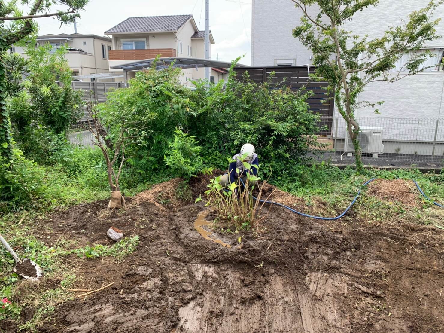 移植後、水鉢を作り水やりを行う藤本。土中の空気がしっかり無くなるように時折ホースを差し込みながら水を与えていきます